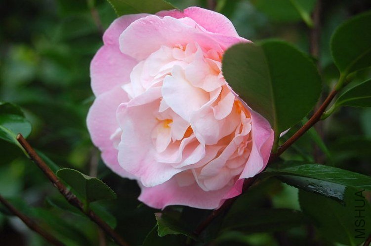 DSC_00630063.JPG