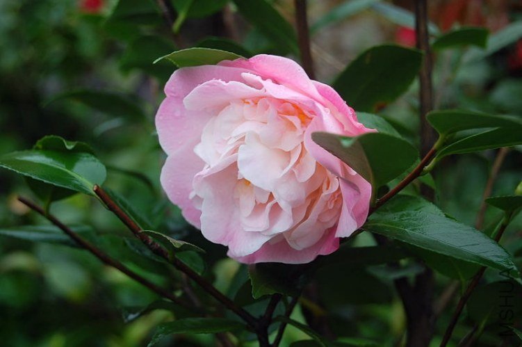 DSC_00650065.JPG