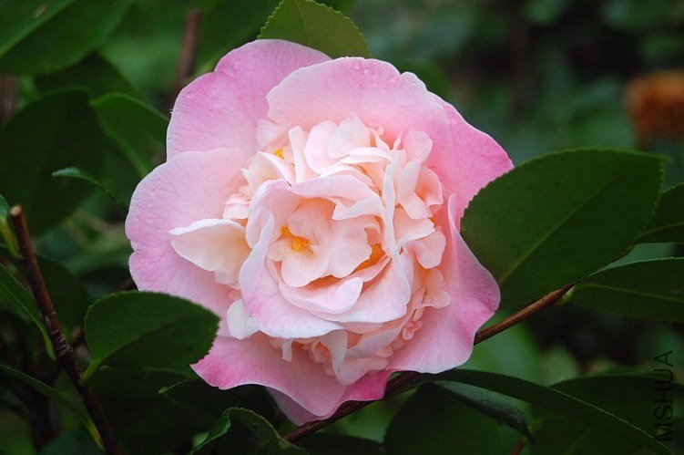 DSC_00620062.JPG