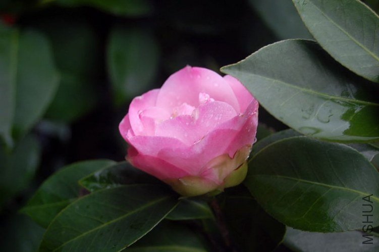 DSC_01710171.JPG
