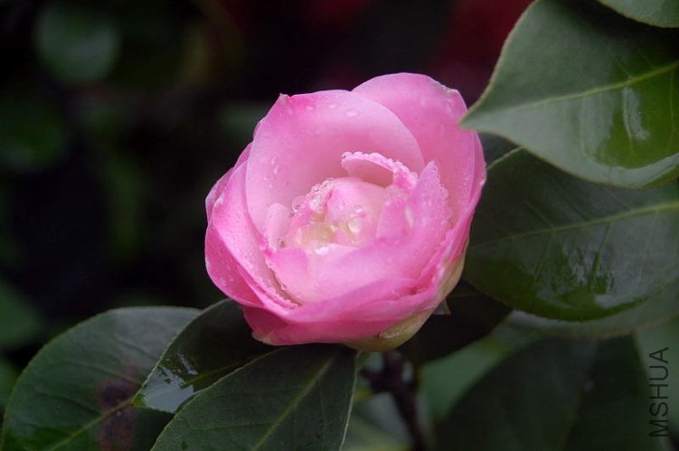 DSC_01730173.JPG