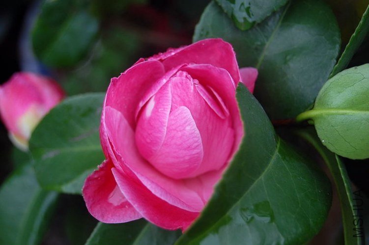 DSC_01740174.JPG