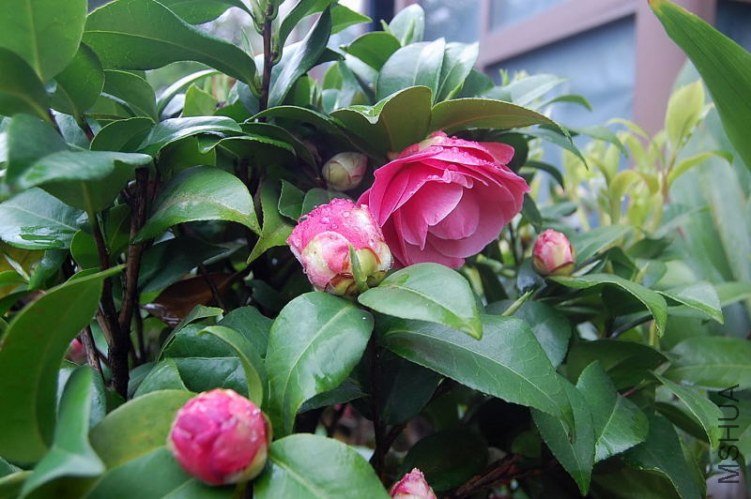 DSC_01800180.JPG