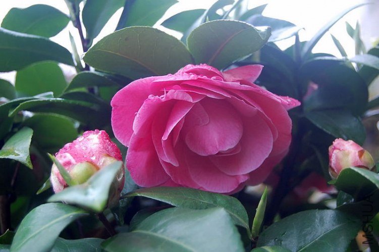 DSC_01770177.JPG