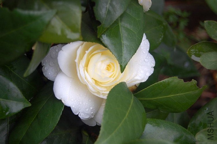 DSC_01810181.JPG