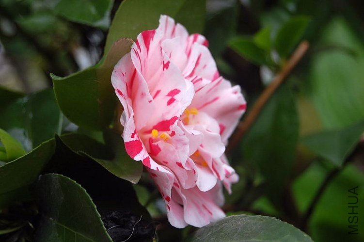 DSC_01840184.JPG
