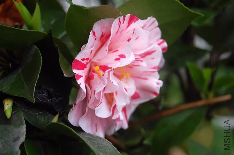 DSC_01850185.JPG