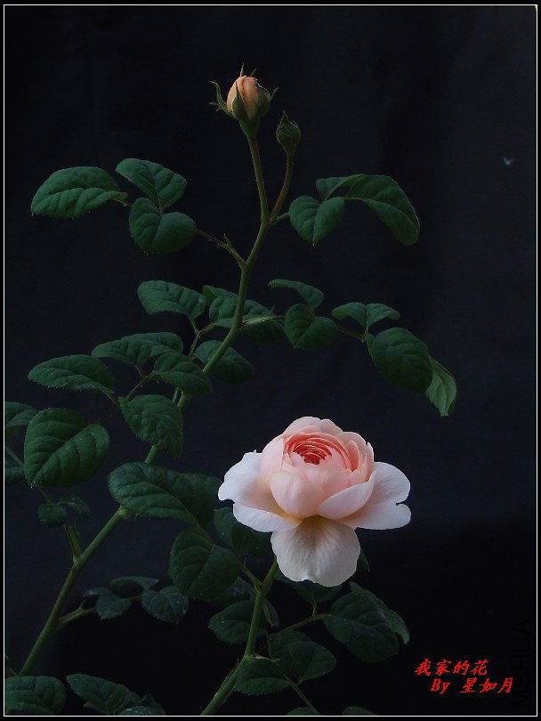 DSCF1323.jpg