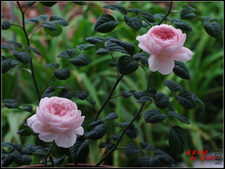 DSCF1410.jpg