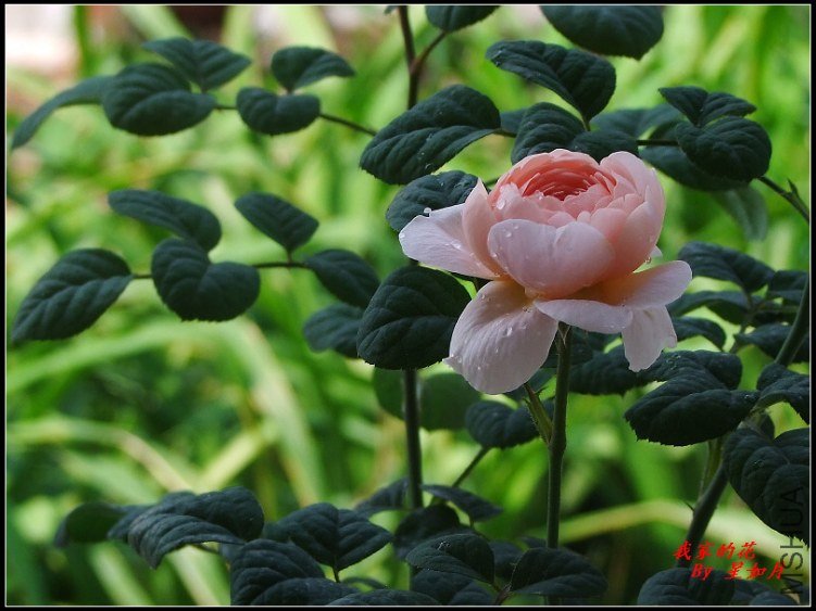 DSCF1340.jpg