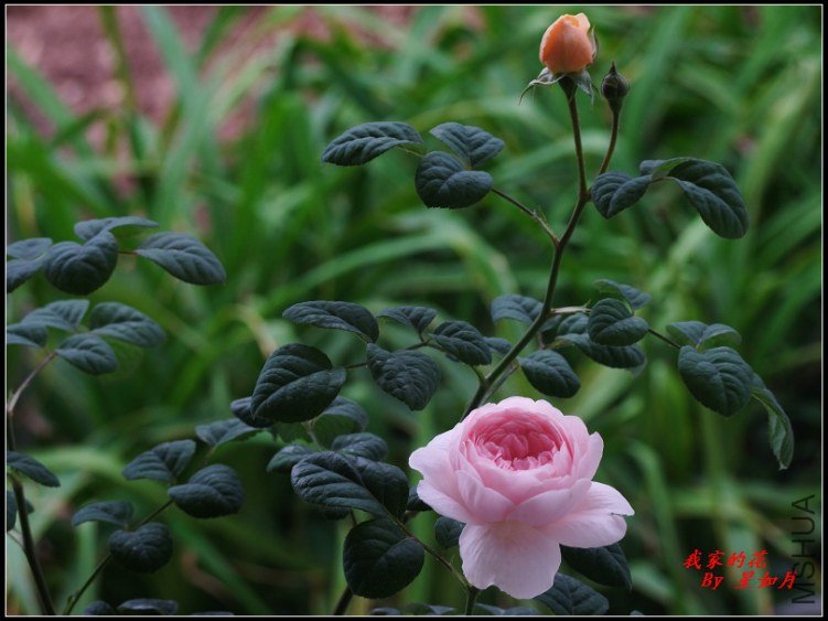 DSCF1414.jpg