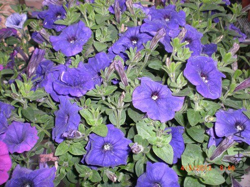 CIMG2755_����.jpg
