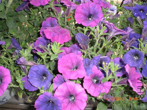 CIMG2756_����.jpg