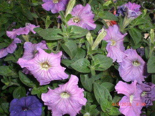 CIMG2757_����.jpg