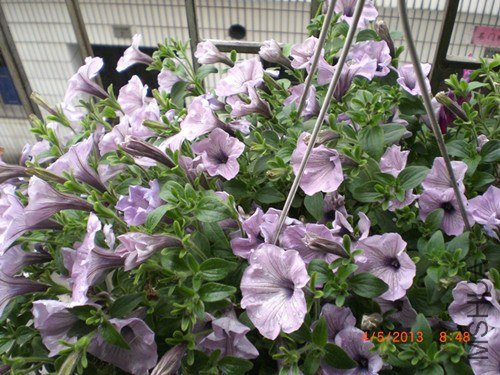 CIMG2759_����.jpg