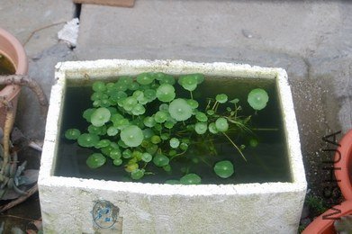 DSC_0040.JPG