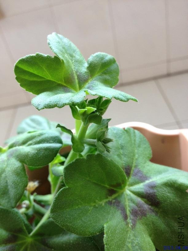 ����õ�� 2013.04.06��2��.JPG