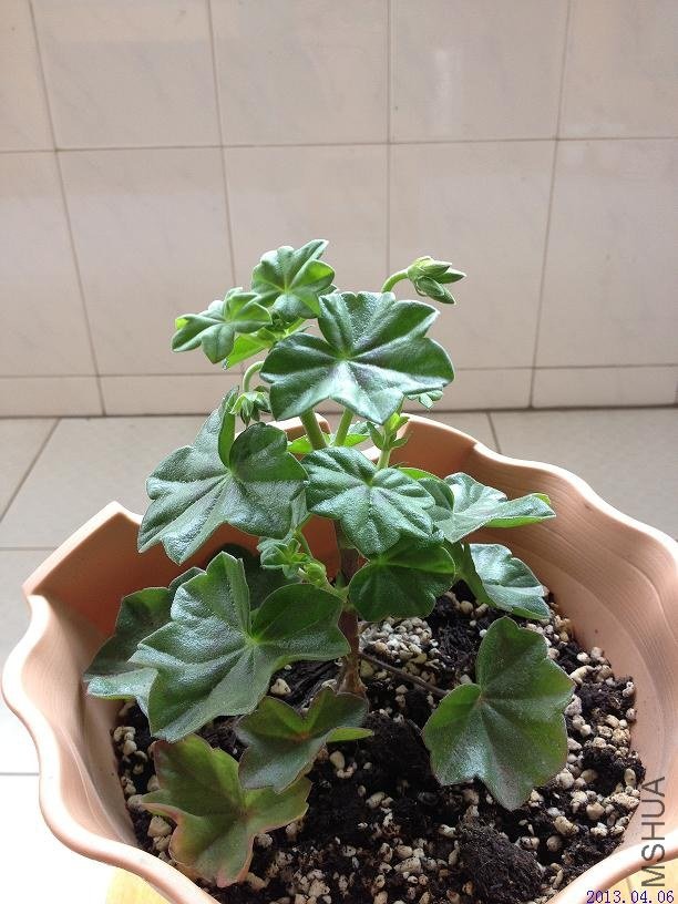 ��Ů�� 2013.04.06.JPG