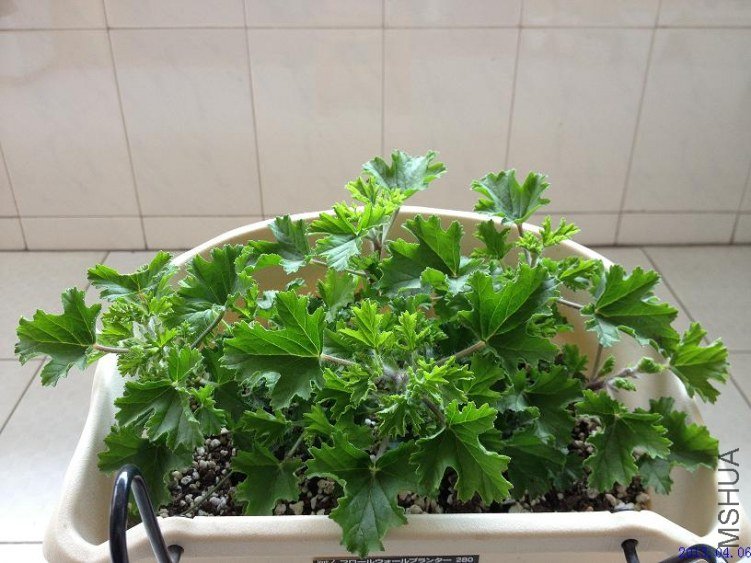 ˫ɫ��ʹ 2013.04.06.JPG