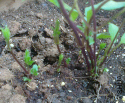04062013359_����.jpg
