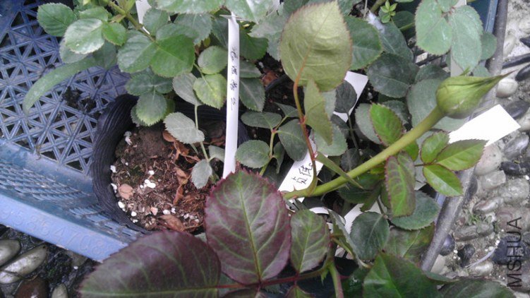 IMAG0672_����.jpg