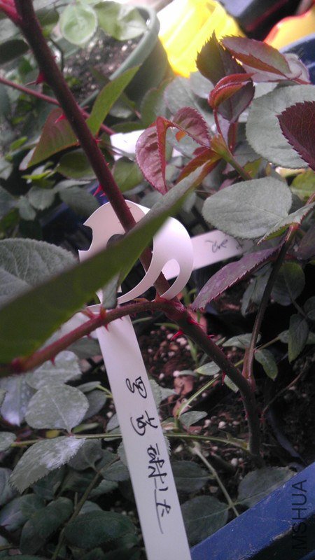 IMAG0674_����.jpg