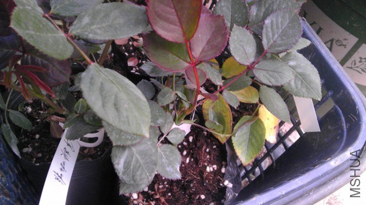 IMAG0675_����.jpg