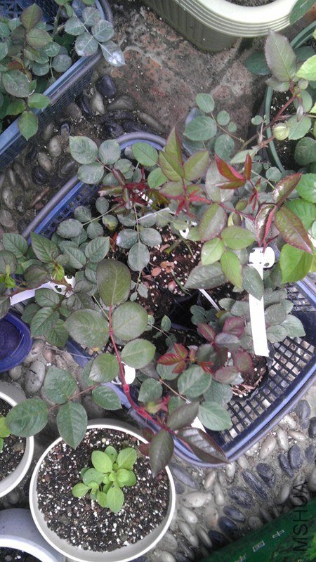 IMAG0677_����.jpg