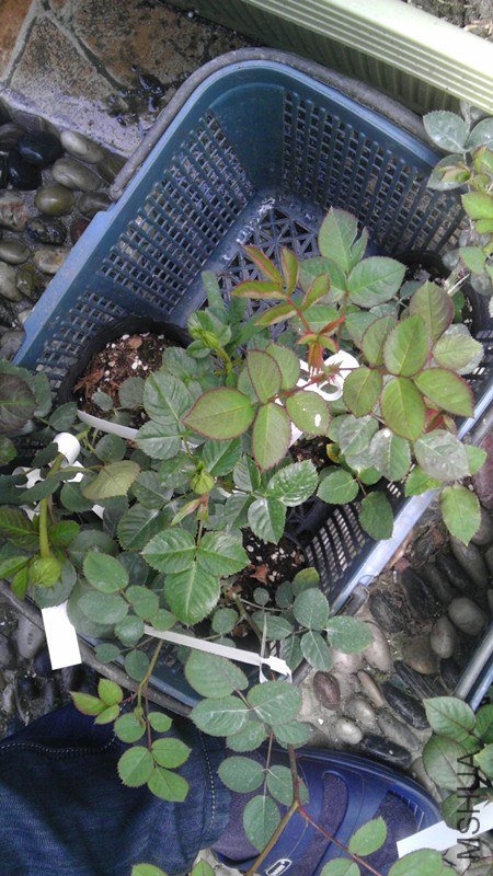 IMAG0678_����.jpg