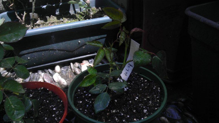 IMAG0671_����.jpg