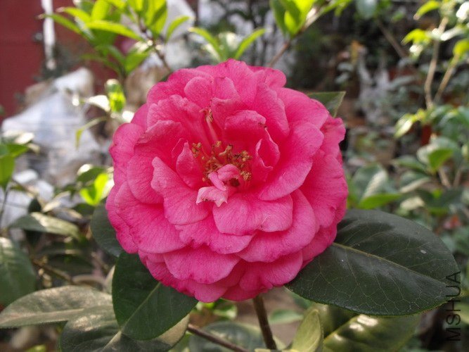 DSCF2523.JPG