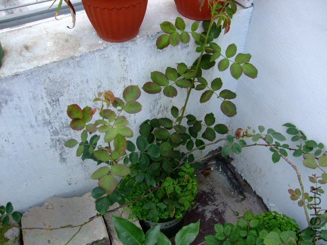 DSCF1525.JPG