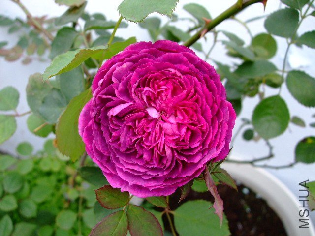 DSCF1521.JPG