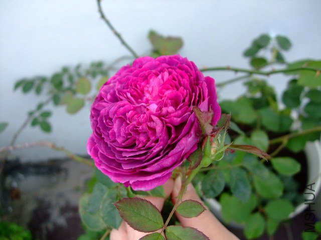 DSCF1522.JPG
