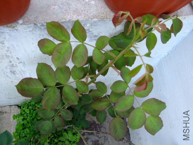 DSCF1524.JPG