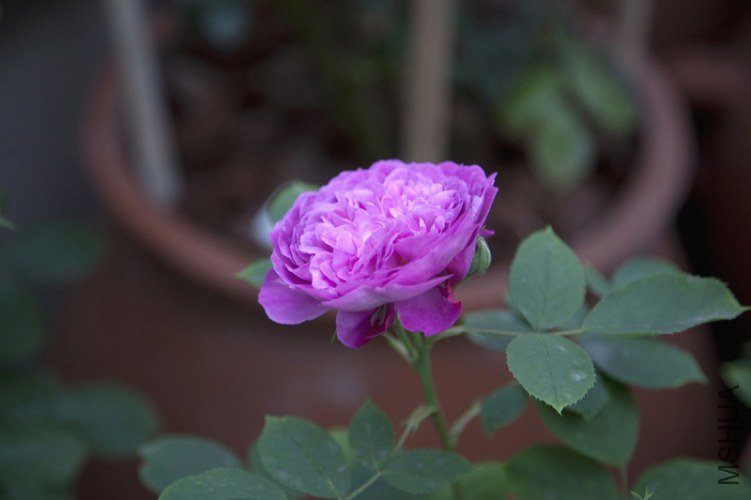 _MG_8805.jpg