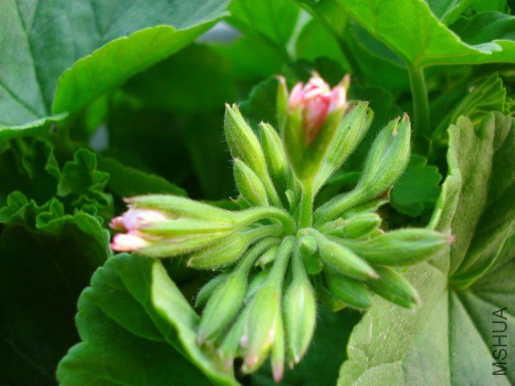 ����Ļ���