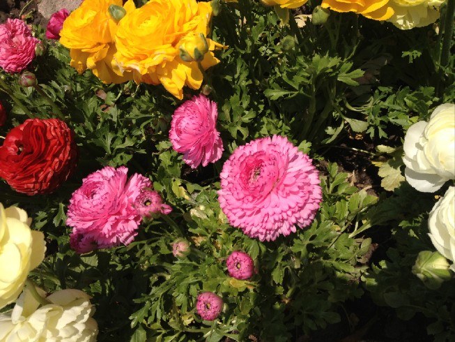 IMG_1507.jpg