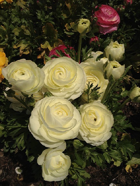 ��ת IMG_1510.jpg