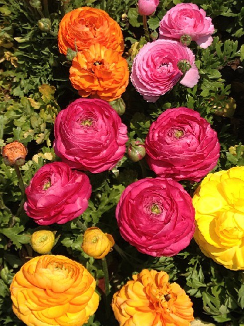 ��ת IMG_1513.jpg