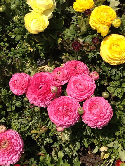 ��ת IMG_1517.jpg