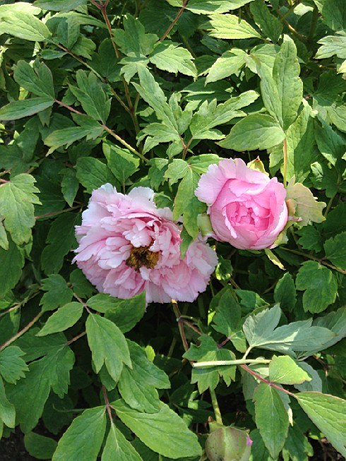 ��ת IMG_1522.jpg