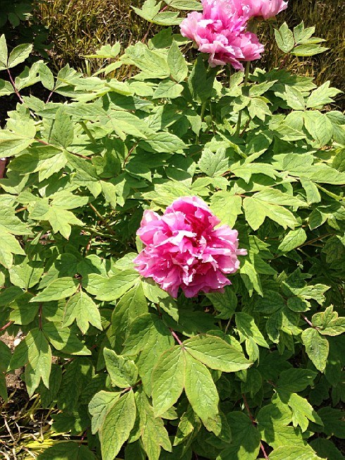 ��ת IMG_1524.jpg