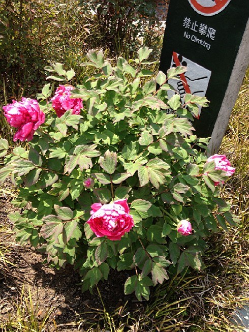 ��ת IMG_1526.jpg