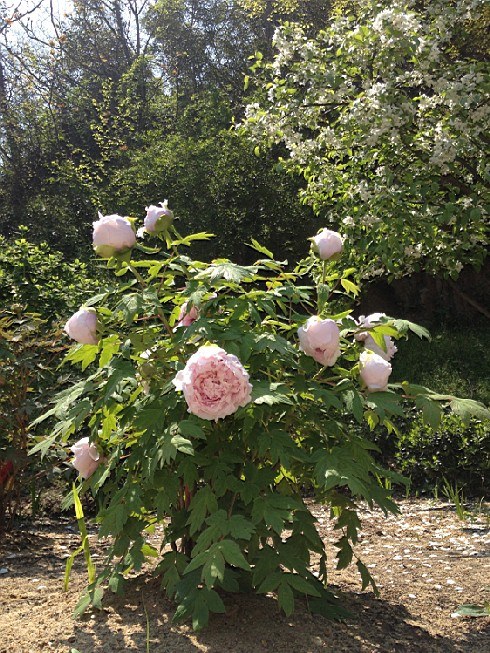 ��ת IMG_1527.jpg