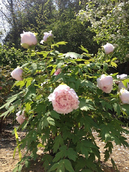 ��ת IMG_1528.jpg