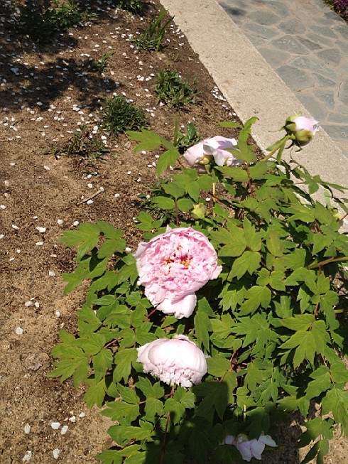 ��ת IMG_1529.jpg
