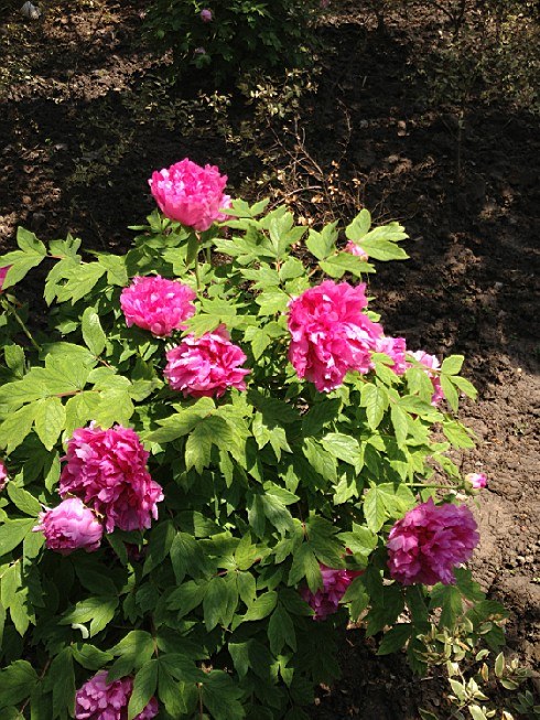 ��ת IMG_1532.jpg