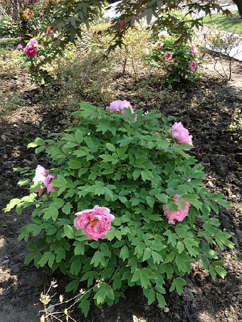 ��ת IMG_1533.jpg