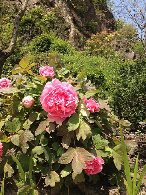 ��ת IMG_1534.jpg